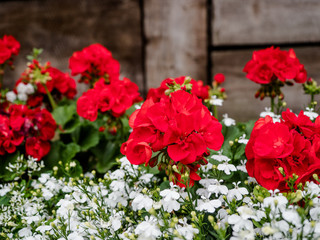 Red roses and small little flowers in a garden.