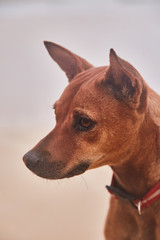 Homeless Dog on the beach in Sri Lanka. Close up