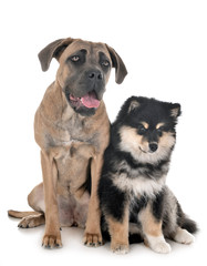 young cane corso and Finnish Lapphund