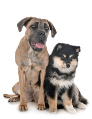 Fototapeta premium young cane corso and Finnish Lapphund