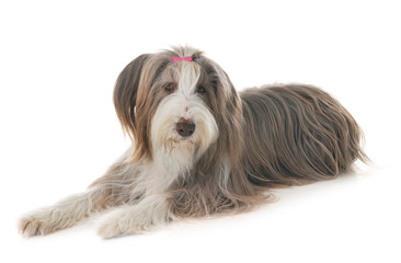 bearded collie in studio
