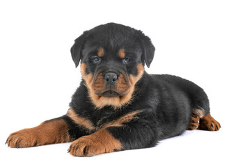 puppy rottweiler in studio