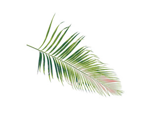 Fototapeta premium concept summer with green palm leaf from tropical . frond floral leaves branches tree isolated on white pattern background. flat lay, top view.