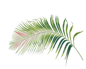 concept summer with green palm leaf from tropical . frond floral leaves branches tree isolated on white pattern background. flat lay, top view.