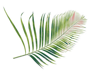 Fototapeta premium concept summer with green palm leaf from tropical . frond floral leaves branches tree isolated on white pattern background. flat lay, top view.