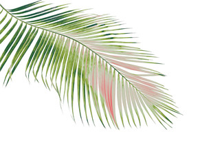 Obraz premium concept summer with green palm leaf from tropical . frond floral leaves branches tree isolated on white pattern background. flat lay, top view.