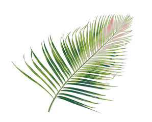 Obraz premium concept summer with green palm leaf from tropical . frond floral leaves branches tree isolated on white pattern background. flat lay, top view.