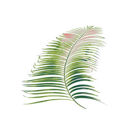 concept summer with green palm leaf from tropical . frond floral leaves branches tree isolated on...