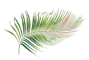 Fototapeta premium concept summer with green palm leaf from tropical . frond floral leaves branches tree isolated on white pattern background. flat lay, top view.