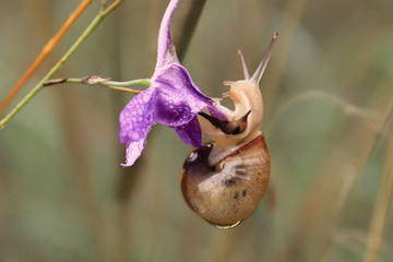 A beautiful snail crawling on a dew-covered purple flower.