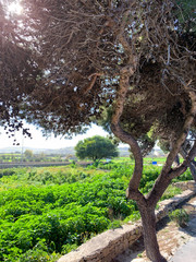 Close up of sunburst sun rays through leaves of large green tree