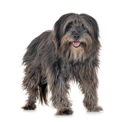 adult pyrenean shepherd