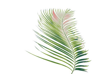 Fototapeta premium concept summer with green palm leaf from tropical . frond floral leaves branches tree isolated on white pattern background. flat lay, top view.