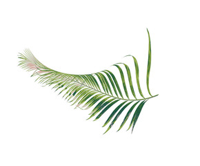 concept summer with green palm leaf from tropical . frond floral leaves branches tree isolated on white pattern background. flat lay, top view.