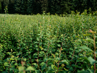 Thin branches of a bush 