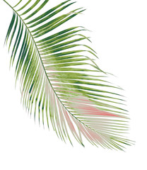 concept summer with green palm leaf from tropical . frond floral leaves branches tree isolated on...