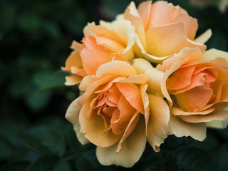 A bunch, bouquet of beautiful blooming red and pink roses in a garden