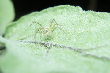 Macro of lynx spider on green leaf in nature habitat. 
