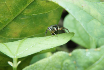 Macro of jumping spider on green leaf in nature habitat. 