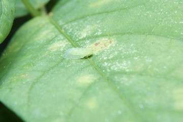 Macro of leafhopper on green leaf in nature habitat. 