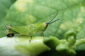 Macro of grasshopper on green leaf in nature habitat. 