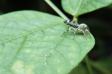 Macro of jumping spider on green leaf in nature habitat. 
