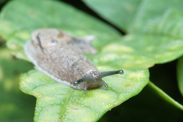 Macro of slug on green leaf in nature habitat.