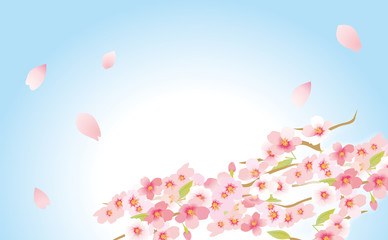 Fototapeta na wymiar 優しい桜