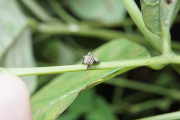 Macro of tiny spider on green leaf in nature habitat. 