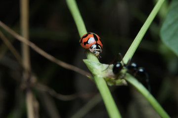 Macro of ladybug on green leaf in nature habitat. 