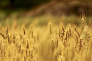 Beautiful wheat grain field background
