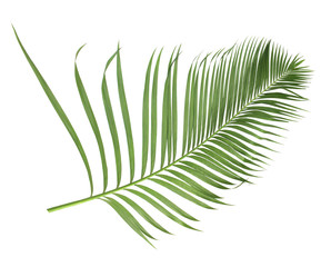 concept summer with green palm leaf from tropical . frond floral leaves branches tree isolated on white pattern background. flat lay, top view.