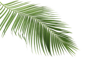 Obraz premium concept summer with green palm leaf from tropical . frond floral leaves branches tree isolated on white pattern background. flat lay, top view.