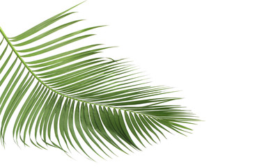Obraz premium concept summer with green palm leaf from tropical . frond floral leaves branches tree isolated on white pattern background. flat lay, top view.