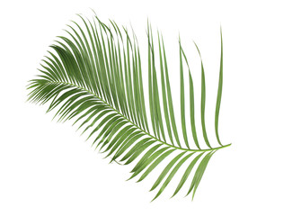 concept summer with green palm leaf from tropical . frond floral leaves branches tree isolated on white pattern background. flat lay, top view.