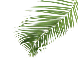 concept summer with green palm leaf from tropical . frond floral leaves branches tree isolated on white pattern background. flat lay, top view.