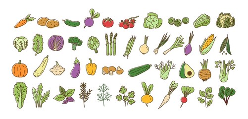 Collection of fresh ripe organic vegetables, cultivated root crops, salads, herbs isolated on white background. Bundle of natural design elements. Colorful vector illustration in line art style.