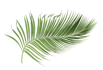 concept summer with green palm leaf from tropical . frond floral leaves branches tree isolated on white pattern background. flat lay, top view.