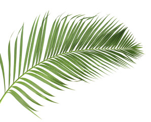 concept summer with green palm leaf from tropical . frond floral leaves branches tree isolated on...