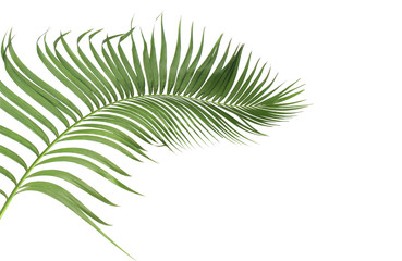 concept summer with green palm leaf from tropical . frond floral leaves branches tree isolated on white pattern background. flat lay, top view.