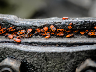An accumulation of firebugs (Pyrrhocoris apterus) on wood. Red insect.