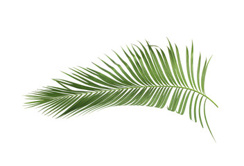 concept summer with green palm leaf from tropical . frond floral leaves branches tree isolated on...