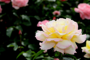 薔薇の花　ばらの花　バラの花　ばら　薔薇　バラ