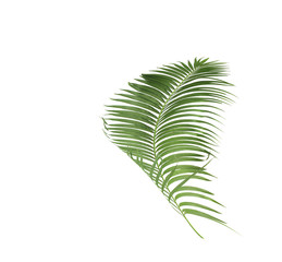 concept summer with green palm leaf from tropical . frond floral leaves branches tree isolated on white pattern background. flat lay, top view.