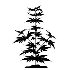 Bush marijuana black silhouette. Bush marijuana black silhouette. Cannabinoid. Hemp for the treatment of marijuana oil. Cannabis. Vector illustration