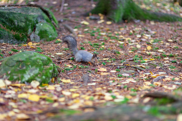 Eurasian red squirrel in the wild