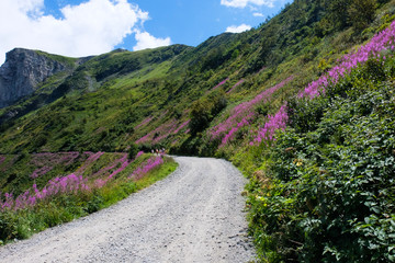 sentiero con fiori rosa