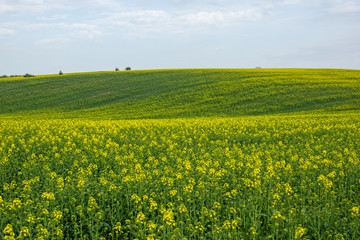 Rape fields in Moravia.near Mistrin, Czech Republic