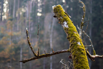 Naklejka premium Dead tree in nationalpark