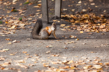 Eurasian red squirrel in the wild